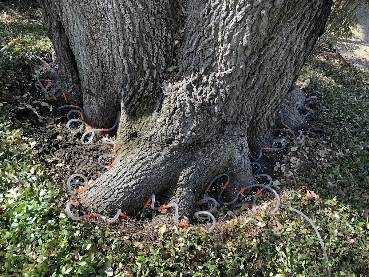 Detailed Tree Cabling and Bracing job site in Firth