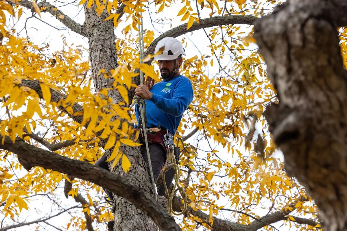Skilled Storm Damage Cleanup crew working in Firth